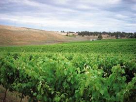 Uleybury Wines - Accommodation Bookings 2