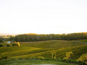 Pike And Joyce Wines - Accommodation Bookings 1