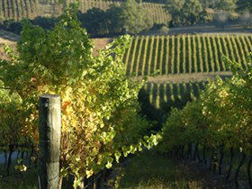 Pike And Joyce Wines - Accommodation Bookings 0