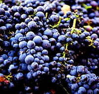 Nandroya Vineyard - Accommodation Bookings