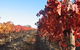 Kooyonga Creek Wines - thumb 0