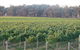 Kooyonga Creek Wines - thumb 6