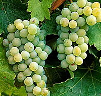 Clover Hill Vineyard - Accommodation Bookings