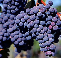 Morningside Vineyard - Accommodation Bookings
