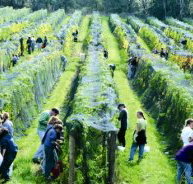 Crosswinds Vineyard - Accommodation Bookings