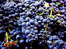 Tolpuddle Vineyard - Accommodation Bookings 0