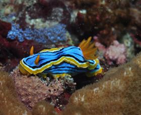 Coral Gardens Dive Site Mooloolaba - Accommodation Bookings 1