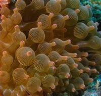 Coral Gardens Dive Site Mooloolaba - Accommodation Bookings