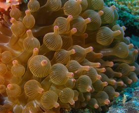 Coral Gardens Dive Site Mooloolaba - Accommodation Bookings 0