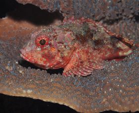 Coral Gardens Dive Site Mooloolaba - Accommodation Bookings 2
