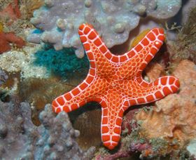 Coral Gardens Dive Site Mooloolaba - Accommodation Bookings 3