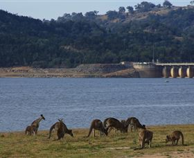 Inland Waters Holiday Parks Wyangala Waters - Accommodation Bookings 3
