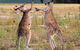 Inland Waters Holiday Parks Wyangala Waters - thumb 2