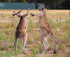 Inland Waters Holiday Parks Wyangala Waters - Accommodation Bookings 2