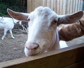 Drysdale Cheeses - Accommodation Bookings 0