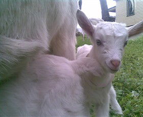 Drysdale Cheeses - Accommodation Bookings 3