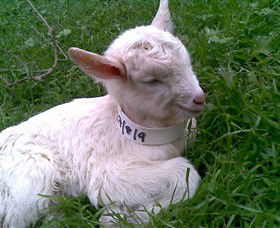Drysdale Cheeses - Accommodation Bookings 12