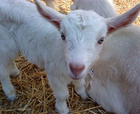 Drysdale Cheeses - Accommodation Bookings 14