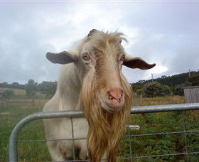 Drysdale Cheeses - Accommodation Bookings 16