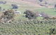 Wymah Organic Olives And Lambs - thumb 0