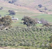 Wymah Organic Olives and Lambs - Accommodation Bookings
