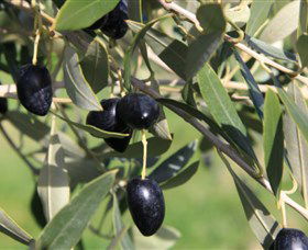 Wymah Organic Olives And Lambs - Accommodation Bookings 2