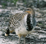 Yongergnow Australian Malleefowl Centre - Accommodation Bookings