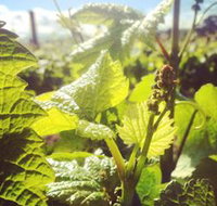 Punt Road Winery - Accommodation Bookings