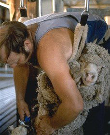 Kuriong Sheep Station - Accommodation Bookings 0