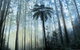 Yarra Ranges National Park - thumb 0