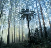 Yarra Ranges National Park - Accommodation Bookings