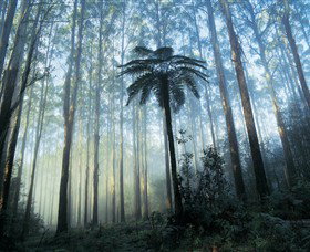 Yarra Ranges National Park - Accommodation Bookings 0