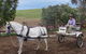 Bathurst Farm Experience - thumb 8