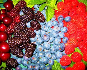 Blue Hills Berries & Cherries - Accommodation Bookings 2