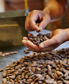 Bright Chocolate - Accommodation Bookings 3