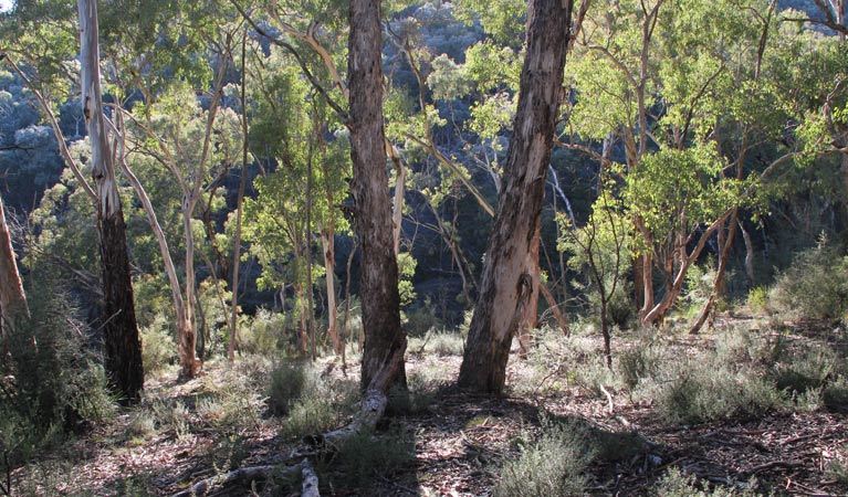 Forest Grove NSW Accommodation Bookings