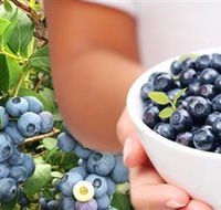 Jolly Berries - Accommodation Bookings