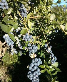 Gunnadoo Berries - Accommodation Bookings 2