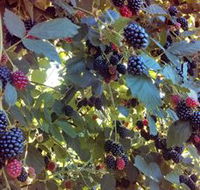 Gunnadoo Berries - Accommodation Bookings