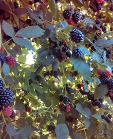 Gunnadoo Berries - Accommodation Bookings 0