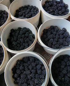 Gunnadoo Berries - Accommodation Bookings 3