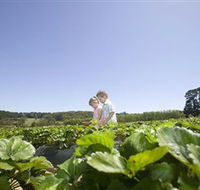 Sunny Ridge Strawberry Farm - Accommodation Bookings