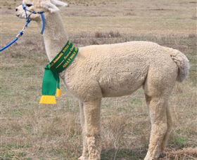 Marchmont Park Alpacas - Accommodation Bookings 1