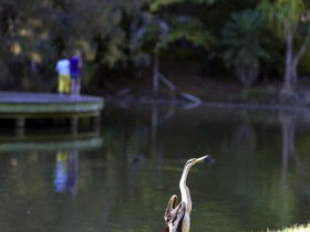 Birdwatching In The South Burnett - Accommodation Bookings 0