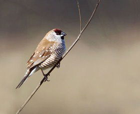 Capertee Valley Bird Trail - Accommodation Bookings 3