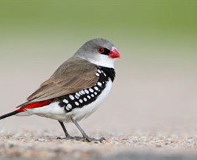 Capertee Valley Bird Trail - Accommodation Bookings 1