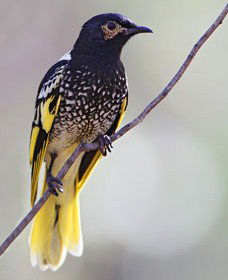 Capertee Valley Bird Trail - Accommodation Bookings 4