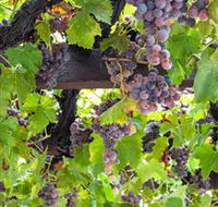  Murrumbateman Winery Company Pty Ltd  - Accommodation Bookings