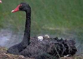 French Island Marine National Park - Accommodation Bookings 0