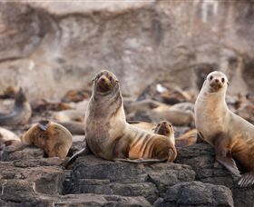 Phillip Island Nature Parks - Accommodation Bookings 1